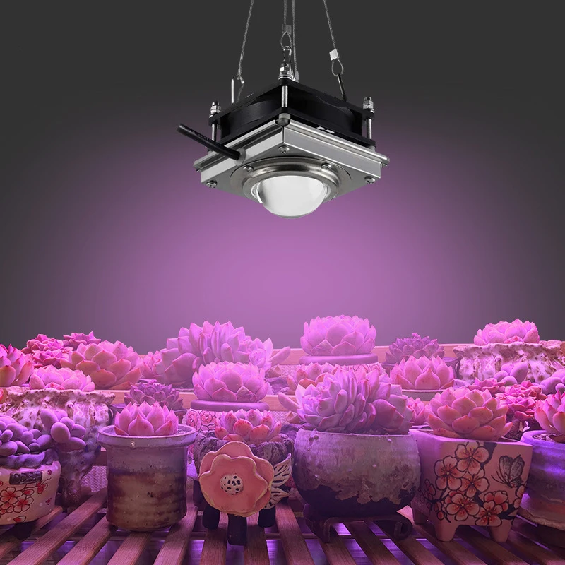 

Grow Box Phytolamps Full Spectrum LED Grow Lights Cob Phyto Indoor Lighting For Orchids AC 100V Pants Fitolamp With Hanging Set