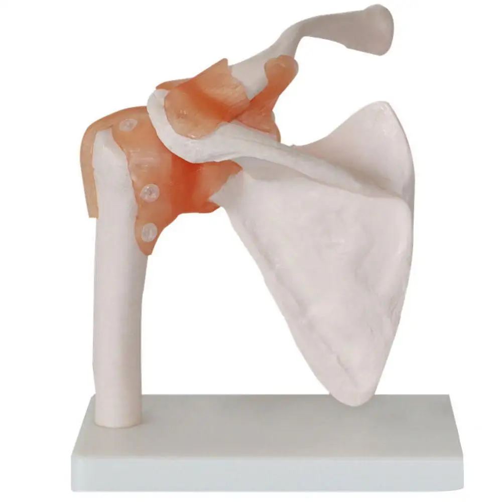 Модель скелета человека 6 шт. модель для суставов плечи локти запястья бедра