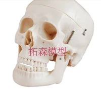 11 specimen human skull model medical arts use crafts decoration natural big