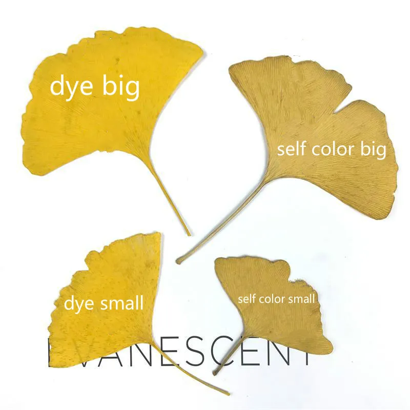 Настоящий цветок Ginkgo листья искусственная эпоксидная смола фоторамка с