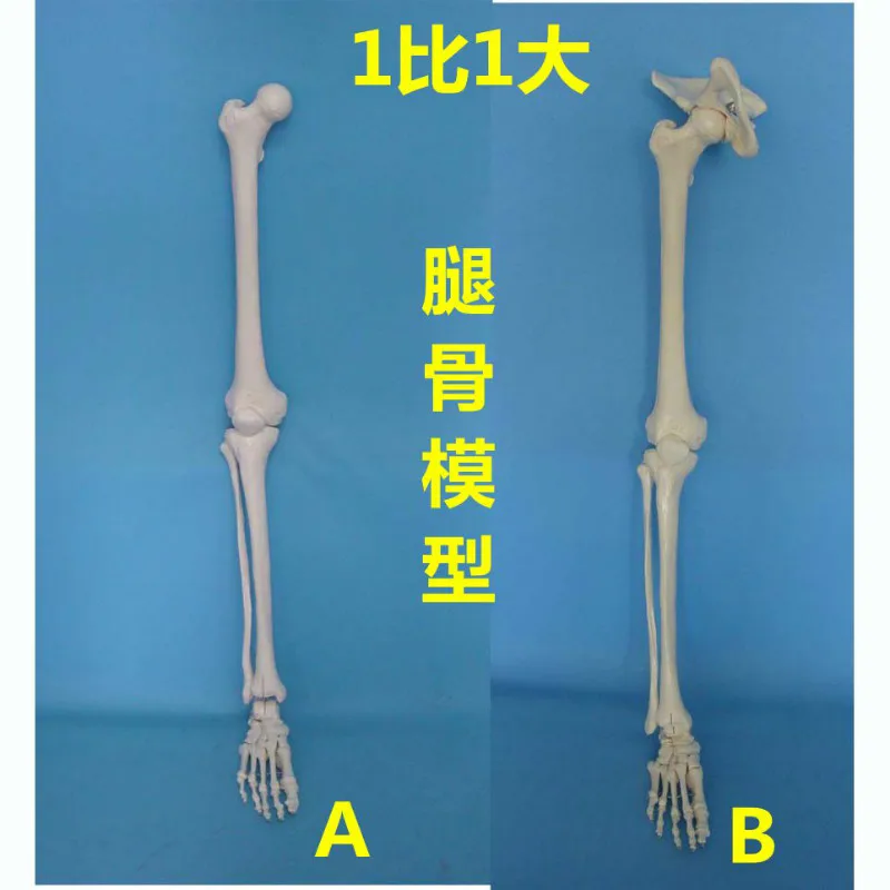 1X1 human model His leg model Limb skeletons femoral shin arm bone humerus Joint models free shipping