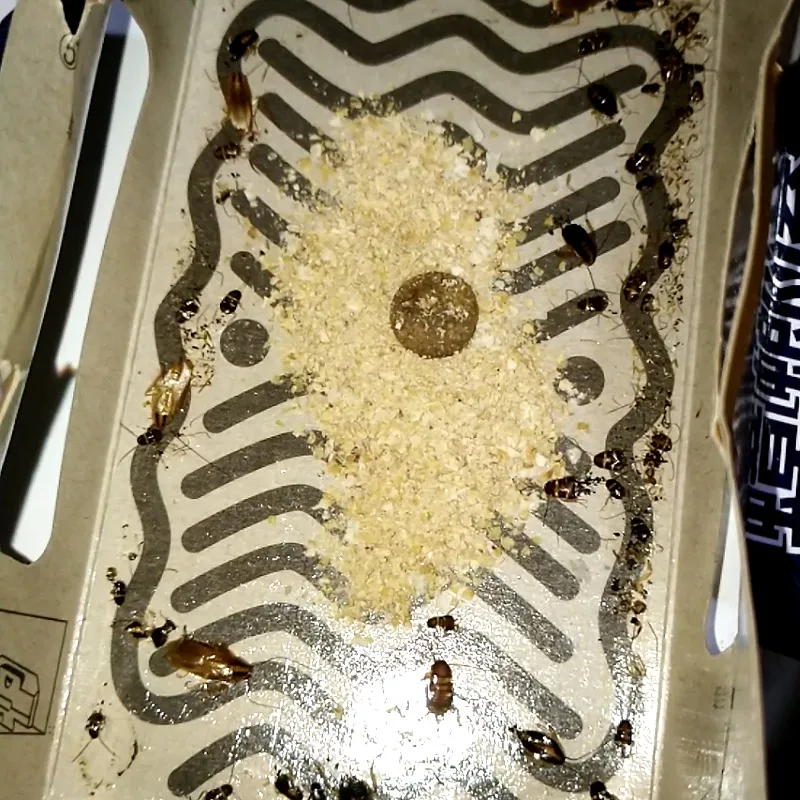 10 шт. приманка для уничтожения тараканов вредителей Управление мощный Кухня