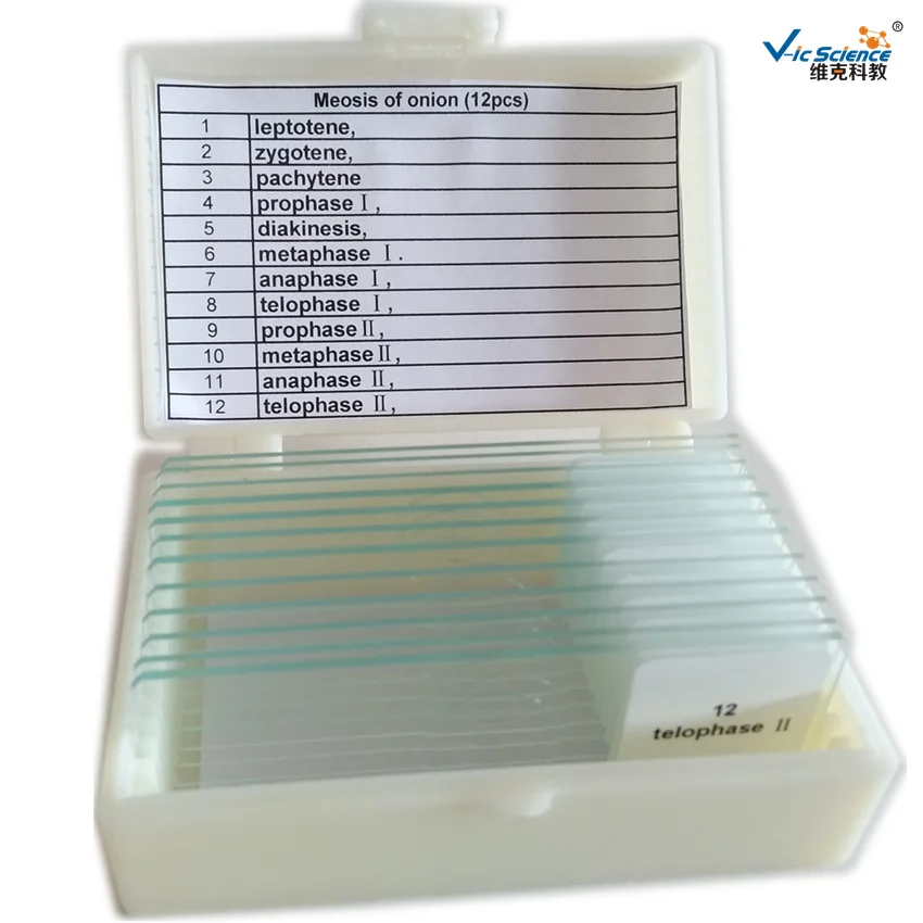 12 шт. набор слайдов для лука антера майоза|meiosis slide|set |