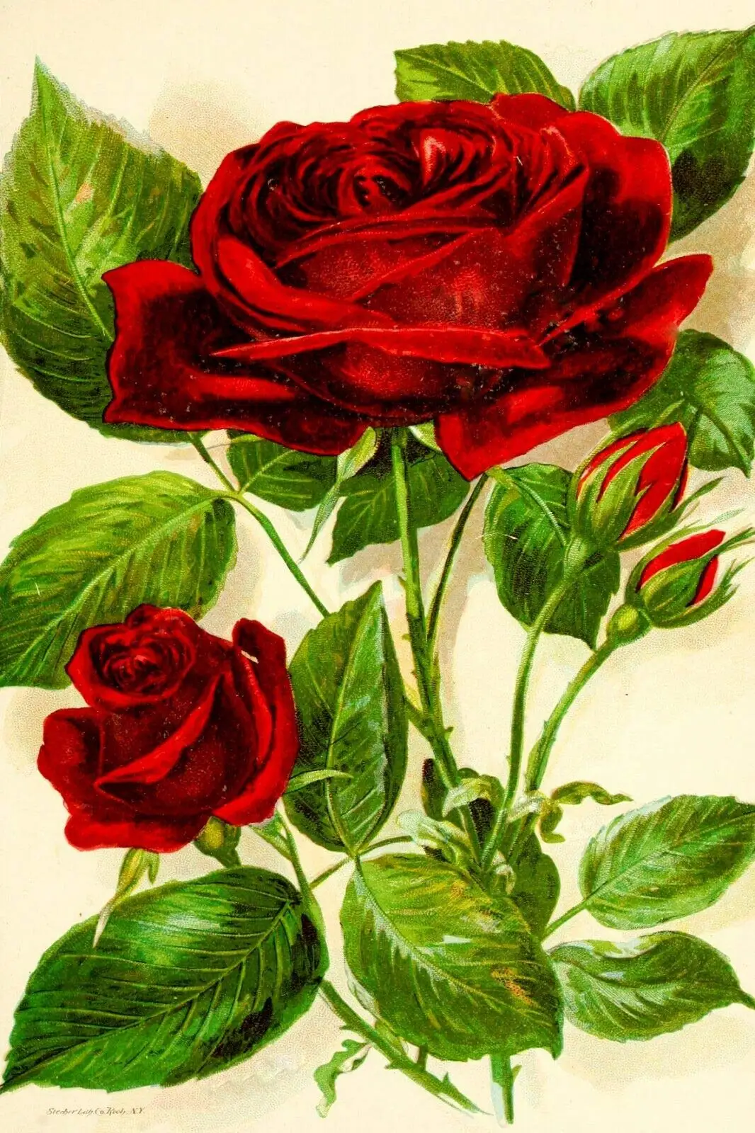 

Red Rose Vintage Floral Retro Style Metal Sign Garden 12x8 Inches