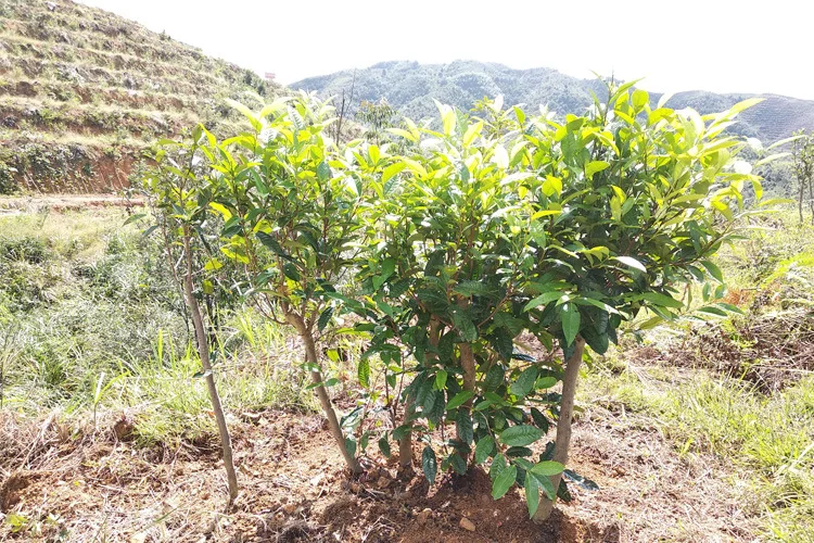 

Fuding White Cha High Mountain Bai Hao Yin Zhen Silver Needle White Cha Baihaoyinzhen Tea Cake 300g