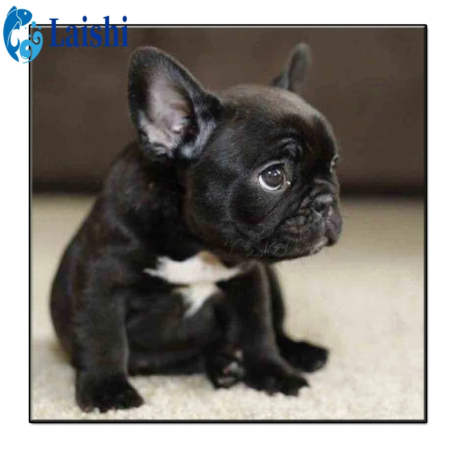 

5D DIY French bulldog Diamond Painting Cross Stitch Kit Full Drill Embroidery Mosaic Picture Of Rhinestones Gift Home Decor
