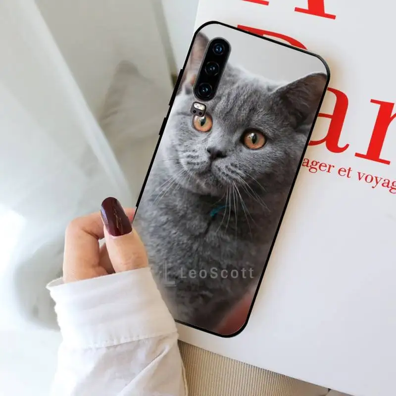 

British shorthair cat Phone Case For Huawei Y5 Y6 II Y7 Y9 PRIME 2018 2019 NOVA3E P20 PRO P10 Honor 10