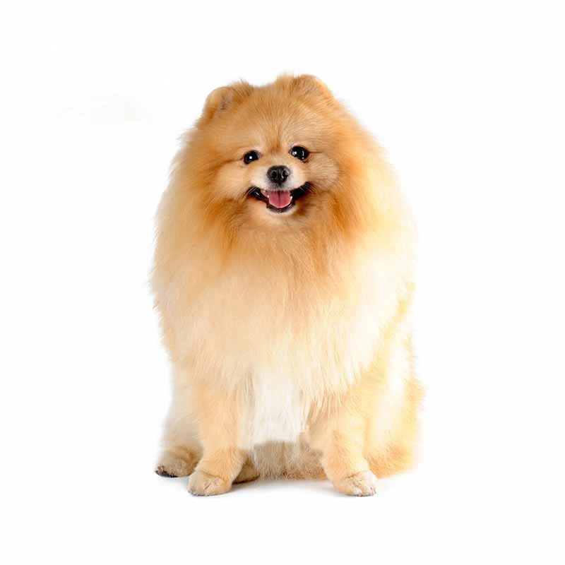 

Fuzhen Boutique Decals Exterior Accessories Beautiful Animal Pomeranian Dog Car Stickers Bumper Door Body Window Vinyl Decal