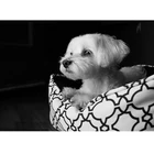 5d diy алмазная живопись белый Мальтийский собака Алмазная вышивка продажи аксессуары для украшения дома мозаичные квадратные Стразы