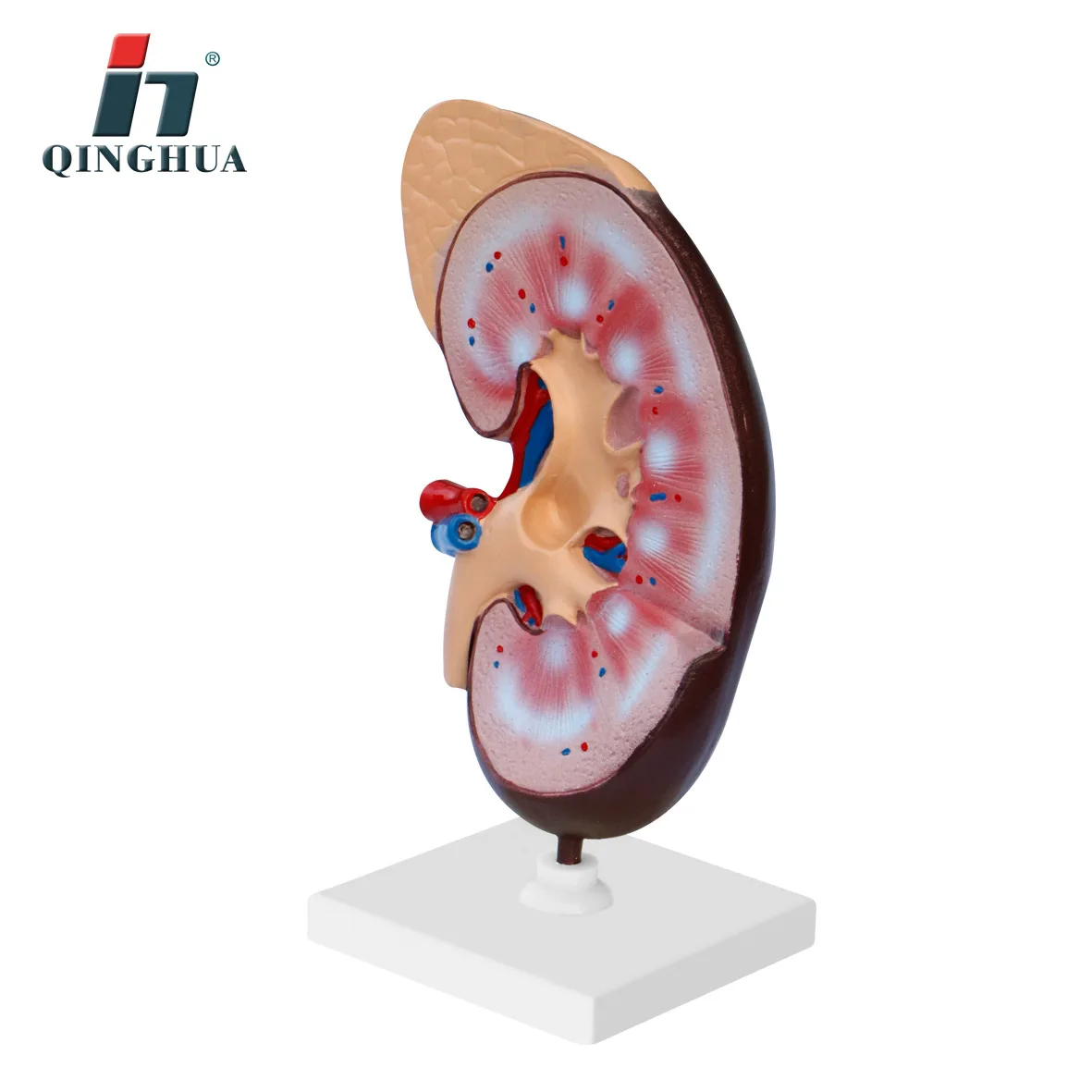 ПВХ почечная анатомическая модель почек анатомии человека органа медицинского