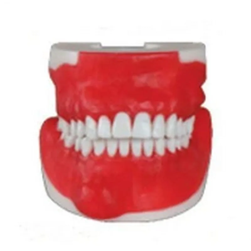

Popular Dental Synthetic Training Teeth Model For Oral Surgery