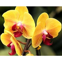 full squareround drill 5d diy diamond painting orchid flower 3d rhinestone embroidery cross stitch 5d home decor gift