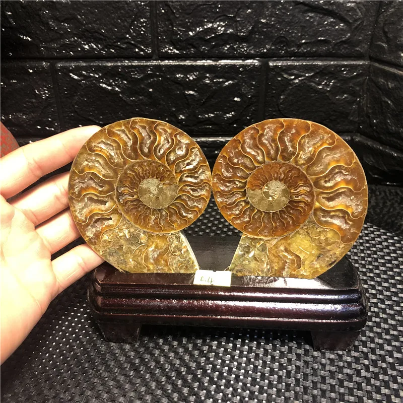 

2pcs Natural shell treatment in Madagascar