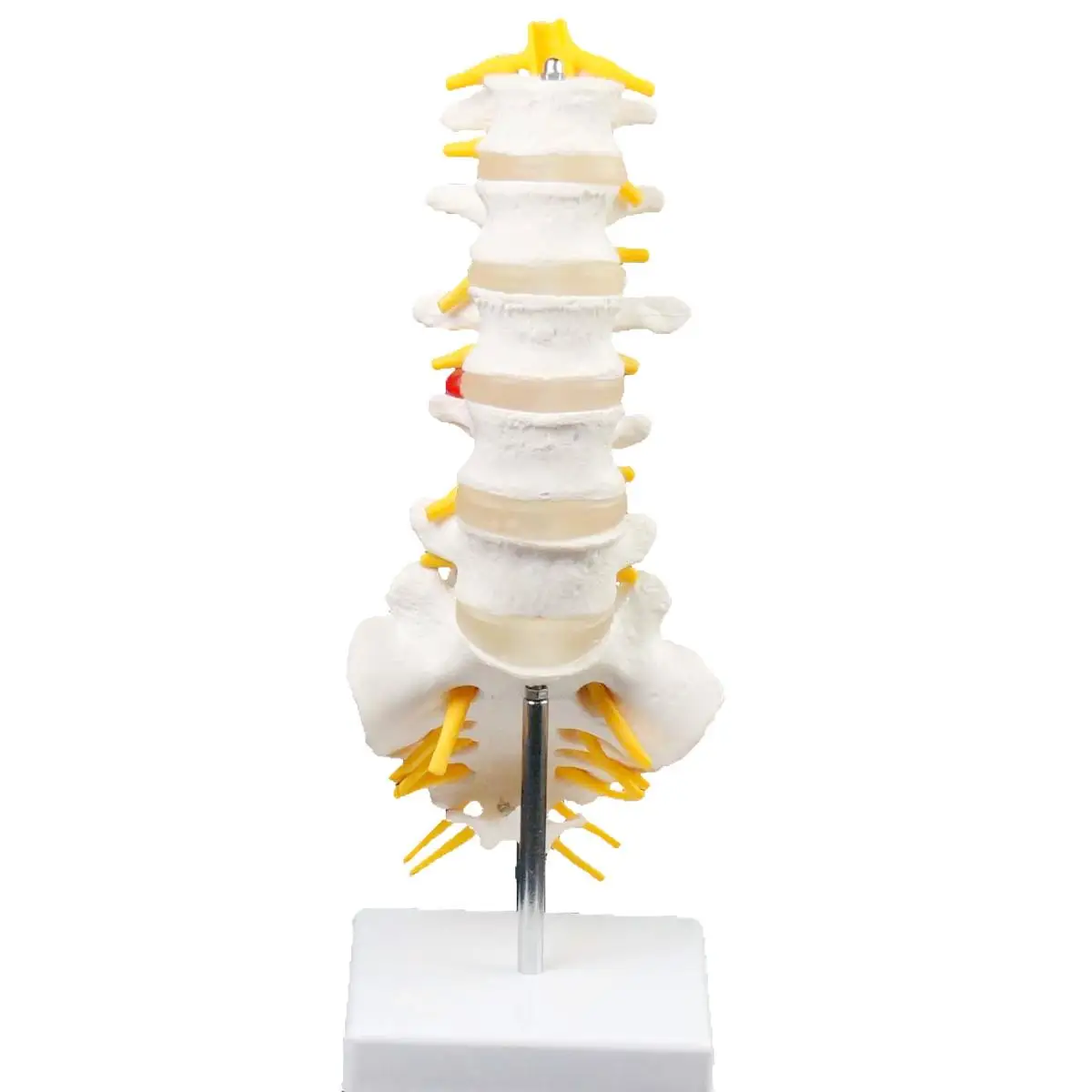 

Human Lumbar Spine Caudal Vertebra Structure Intervertebral Disc Joint Model Teaching Aid