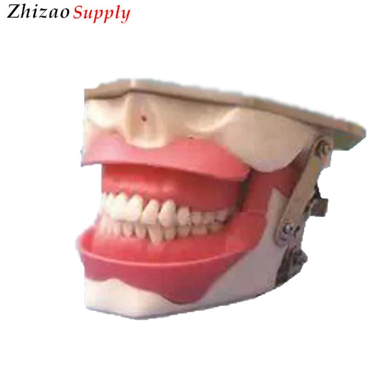 

Anesthesia extraction tooth practice model