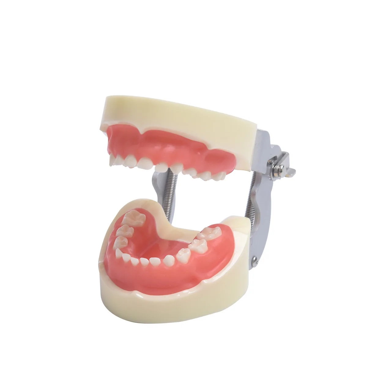 Dental Model With 24/28/32 Screw-in Teeth Tooth For Filling Training Demo Dentistry Tool Laboratory Practice Instrument | Красота и