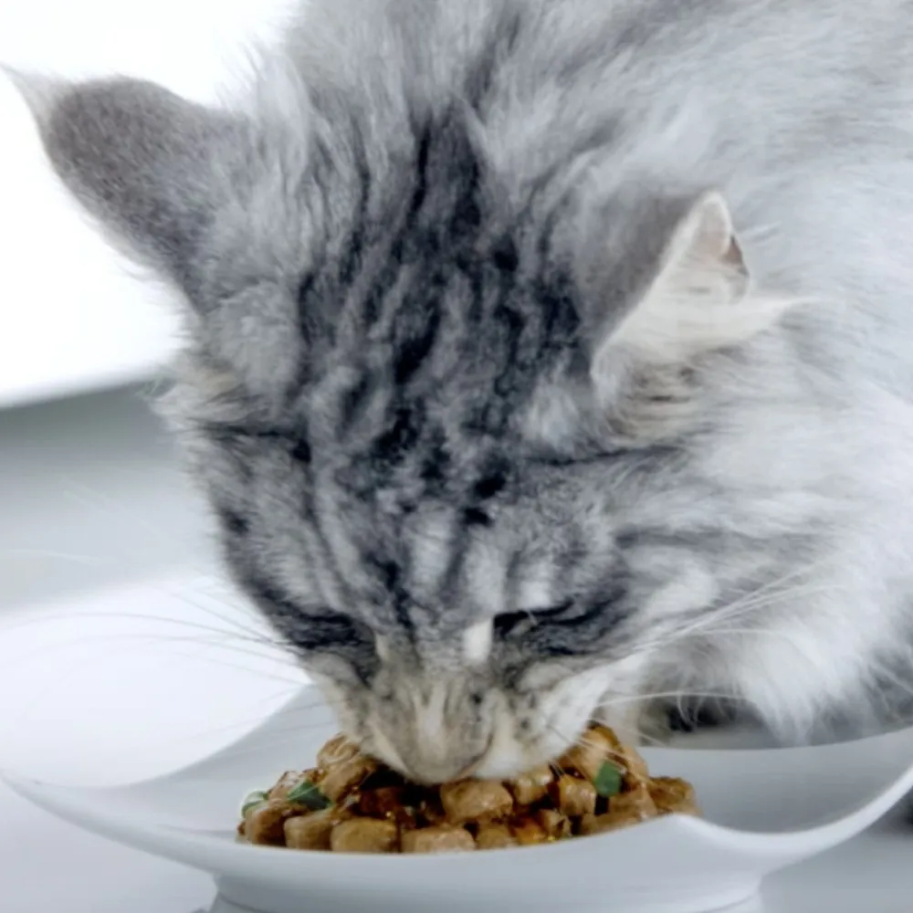 Влажный корм Purina One для стерилизованных кошек и кастрированных котов с курицей