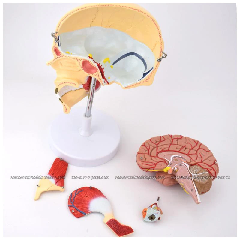 CMAM/13007 Brain- Anatomy of masticatory muscles 5parts Medical Brain Anatomical Human Model | Канцтовары для офиса и дома