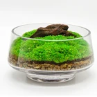 1 пакет, миниатюрные зеленые Ландшафтные растения, искусственный рог, мох, Классический неувядающий мох, украшение сделай сам, украшение для дома и сада