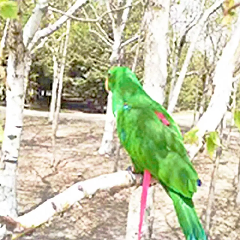 Шлейка для домашних животных регулируемый поводок птиц мягкая портативная