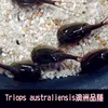 Изображение товара 0