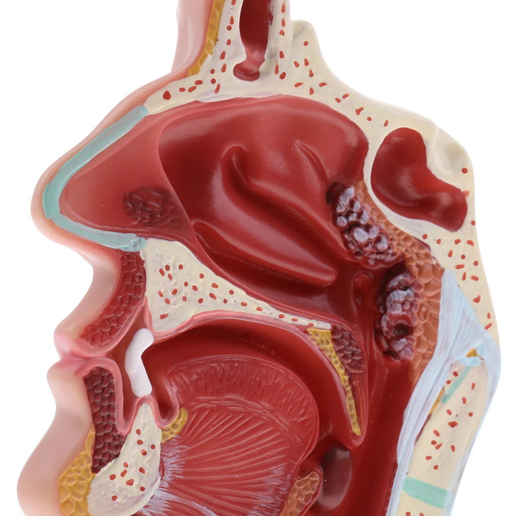 

Anatomy 1:1 Human Nasal Oral Cavity Throat Pathology Model Teaching