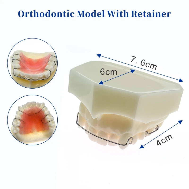 Зубные зубы обучения научить модель Hawley фиксатор Стоматологический материал 3007