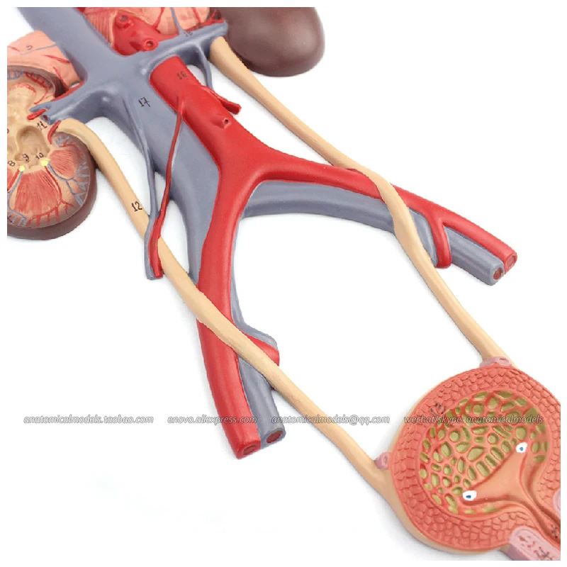 12437/модель висячей анатомии мужской женской мочеполовой системы образовательные