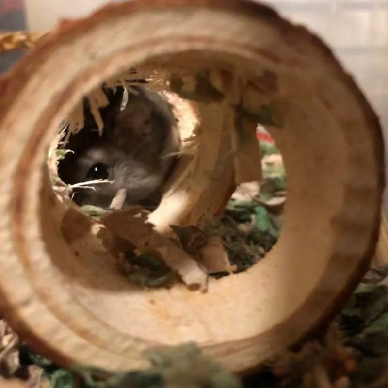 

Hamster Solid Wood Pipe Tree Hole Tunnel Sports Tube Chew Toy M Size 20cm Long