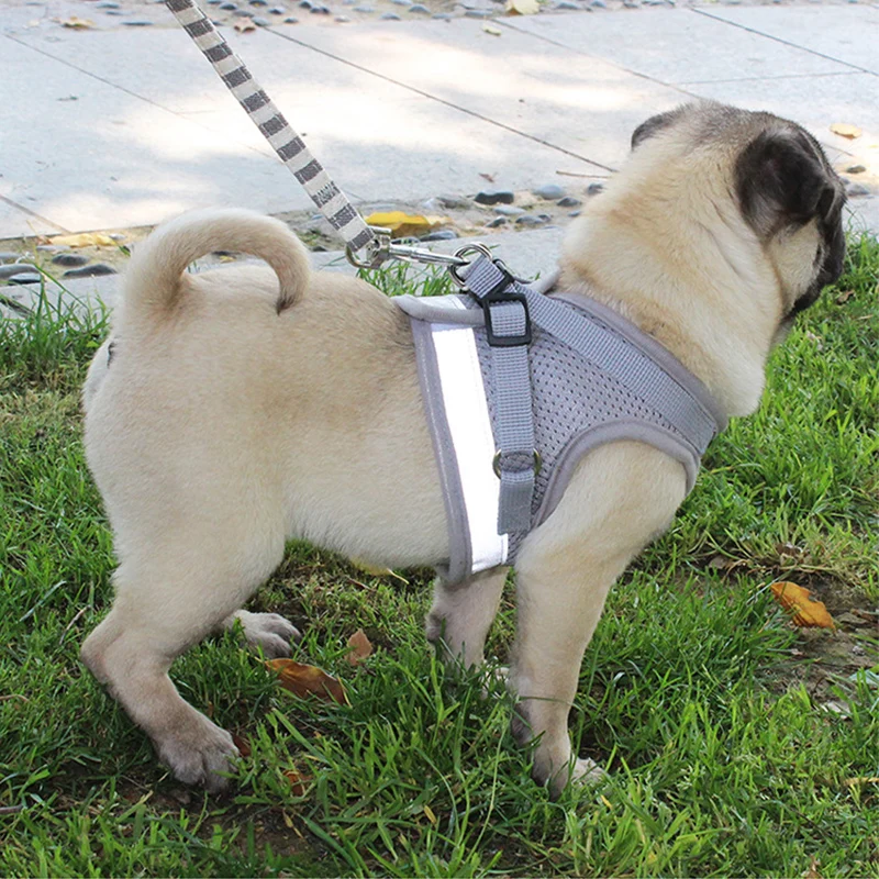 Светоотражающая шлейка для собак двусторонняя с поводком французских бульдогов