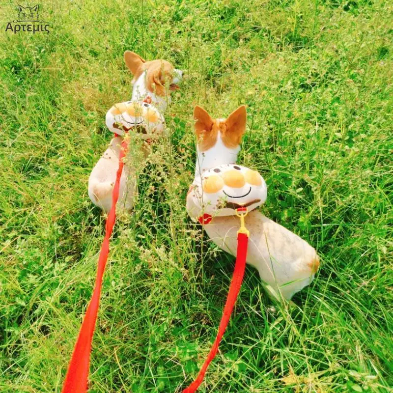 Собачки из рюкзаков для маленьких собак милый хлеб драка Тедди корги выходные