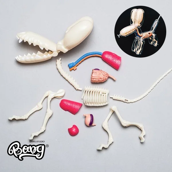 Jason Freeny 26parts 4d Big Balloon Dog Transparent Skeleton Model Perspective Bone Anatomy Puzzle Assembling Veterinary Toy |
