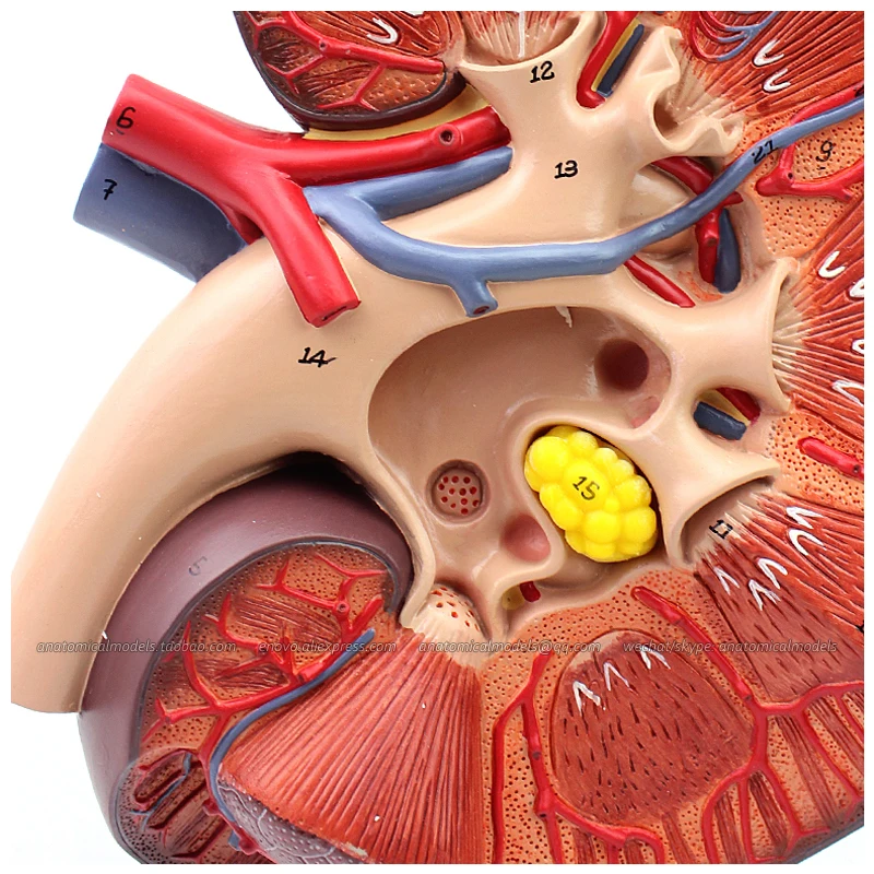 

12430 / Medical Anatomy Human Kidney Model on Stand 3x Life Size, Medical Science Educational Anatomical Models