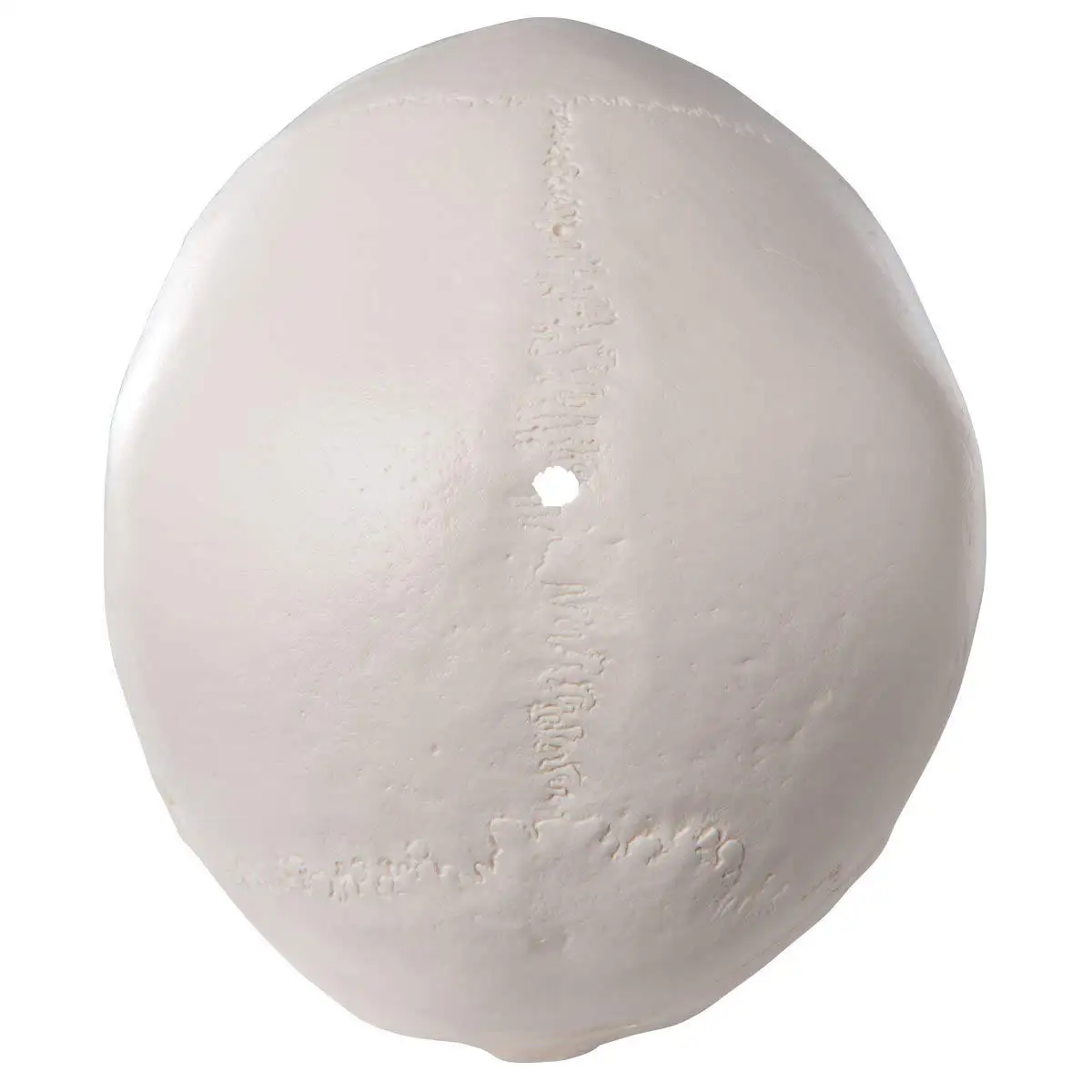 Реплика размера жизни медицинская анатомия анатомический взрослый Модель со