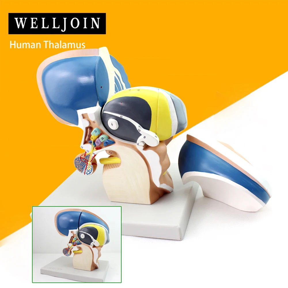 

Human Anatomical Diencephalon Telencephalon Thalamus New Teaching Model