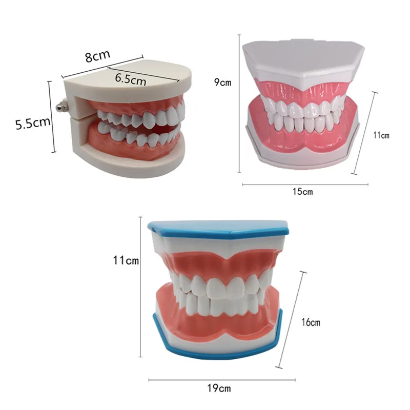 Standard Dental Teaching Model Study On The Structure Of Oral Teeth Dentist Educational Demonstration Tool For Brushing Teeth