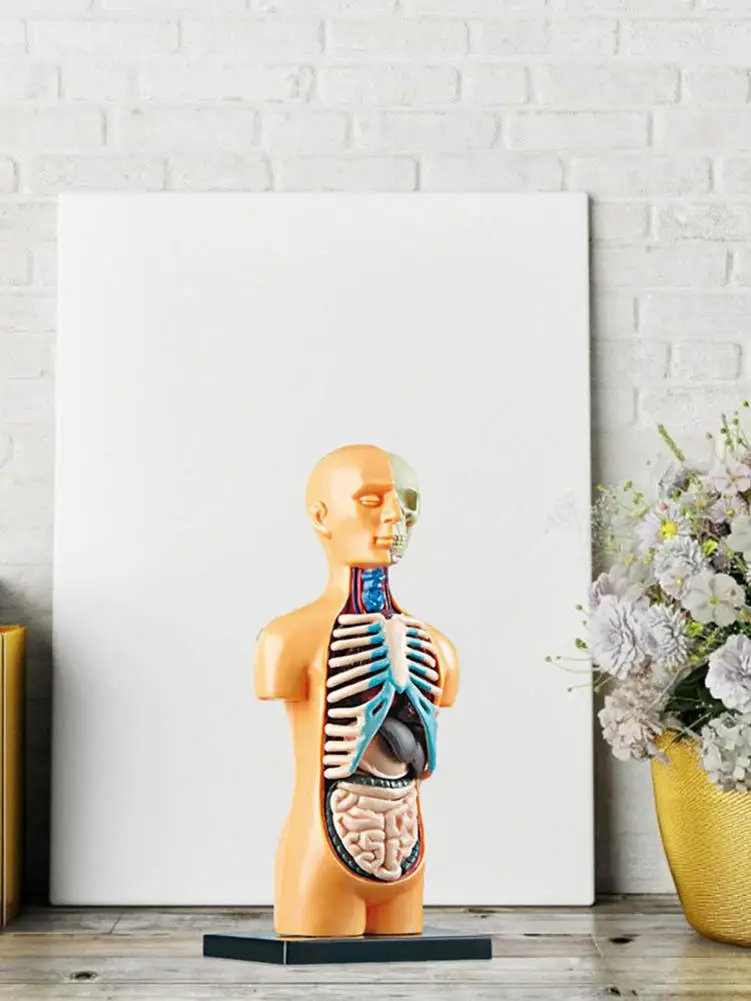 Human Torso Body Model Anatomy Anatomical Medical Internal Organs With 11 Removable Parts For Teaching Props | Игрушки и хобби