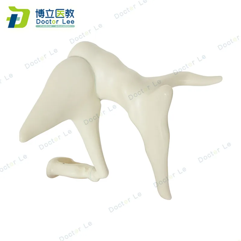 Human ear bones anatomy modle enlarged model of ossicle for medical teaching and learning | Канцтовары для офиса и дома