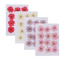 12pcs presseddried flower wintersweet diy scrapbook card art craft material