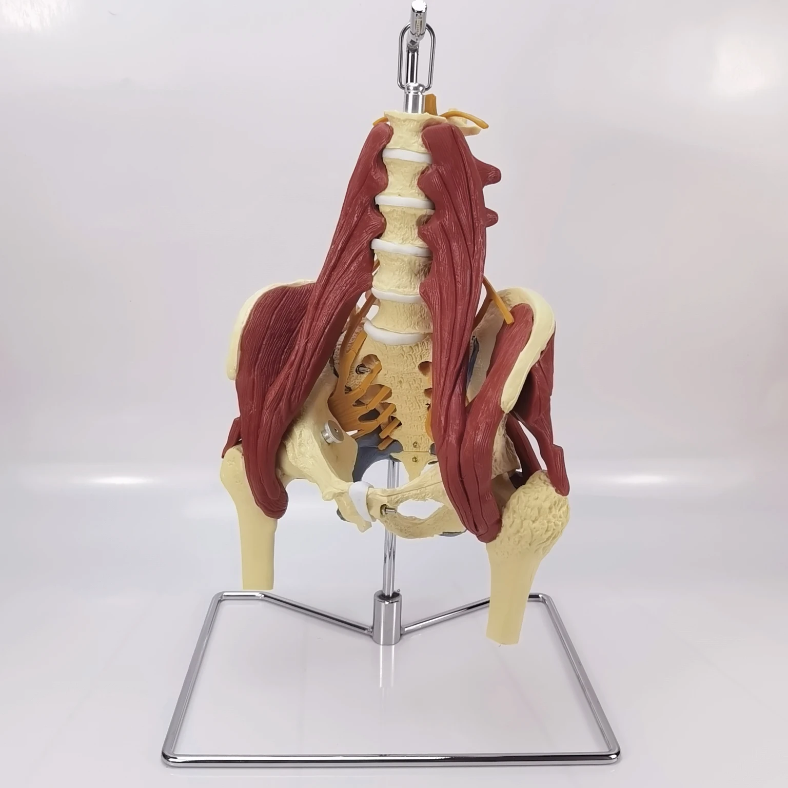 

1:1 lumbar vertebrae with vital muscles Pelvic muscle model Vertebrae, pelvis, spine,skeleton protrusion of intervertebral disc