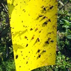 Липкая доска для ловли насекомых, 50 шт., прочные ловушки для мух насекомых