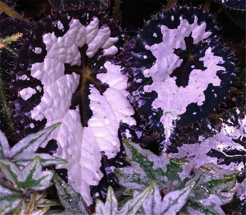 100 шт. искусственная Бегония|Цветочные горшки и кадки| |