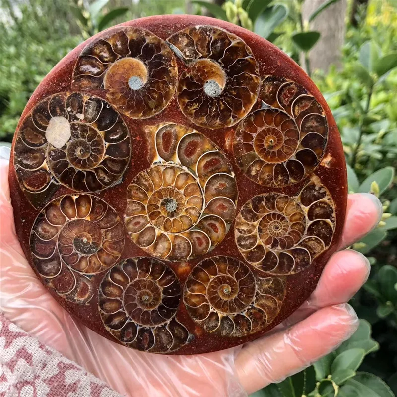 Натуральный аммонит PRETTY NAUTILUS Мадагаскар фотография 12 см | Дом и сад