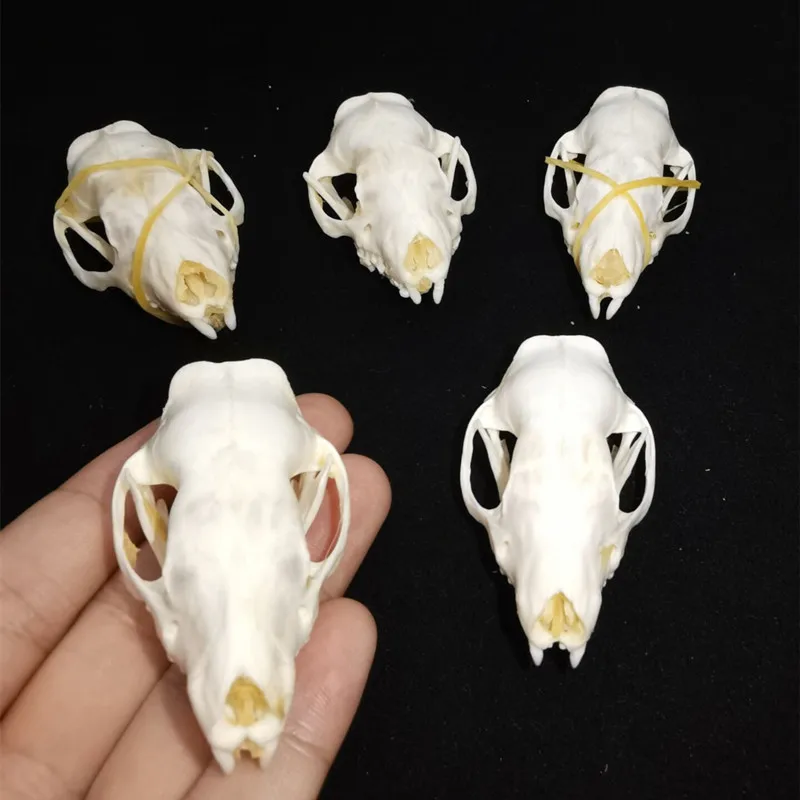 

5pcs 10Pcs Educational Taxidermy hedgehog Skull Real Animal Skull Collection Study Craft Art Unusual giftt