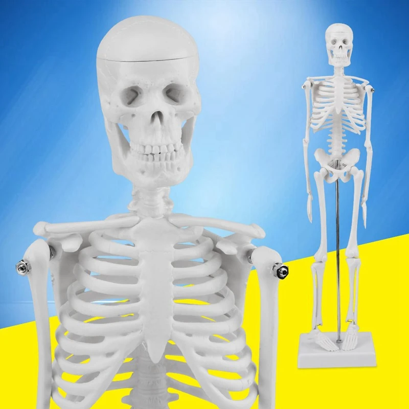 

45cm Human Anatomical Anatomy Skeleton Model Learn Aid Anatomy Human Skeletal Model