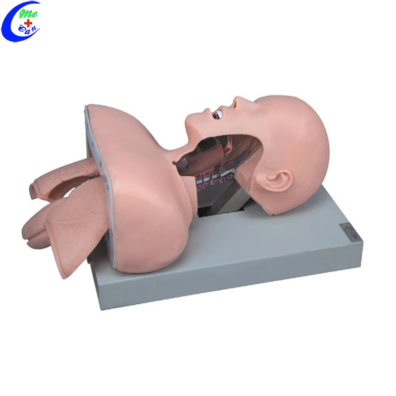 

For medical Science Medical Training Trachea Intubation