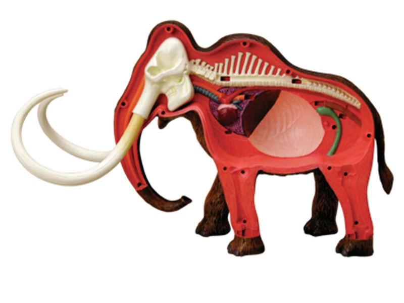 Мамонт 4d мастер головоломка сборная игрушка животная биология анатомическая