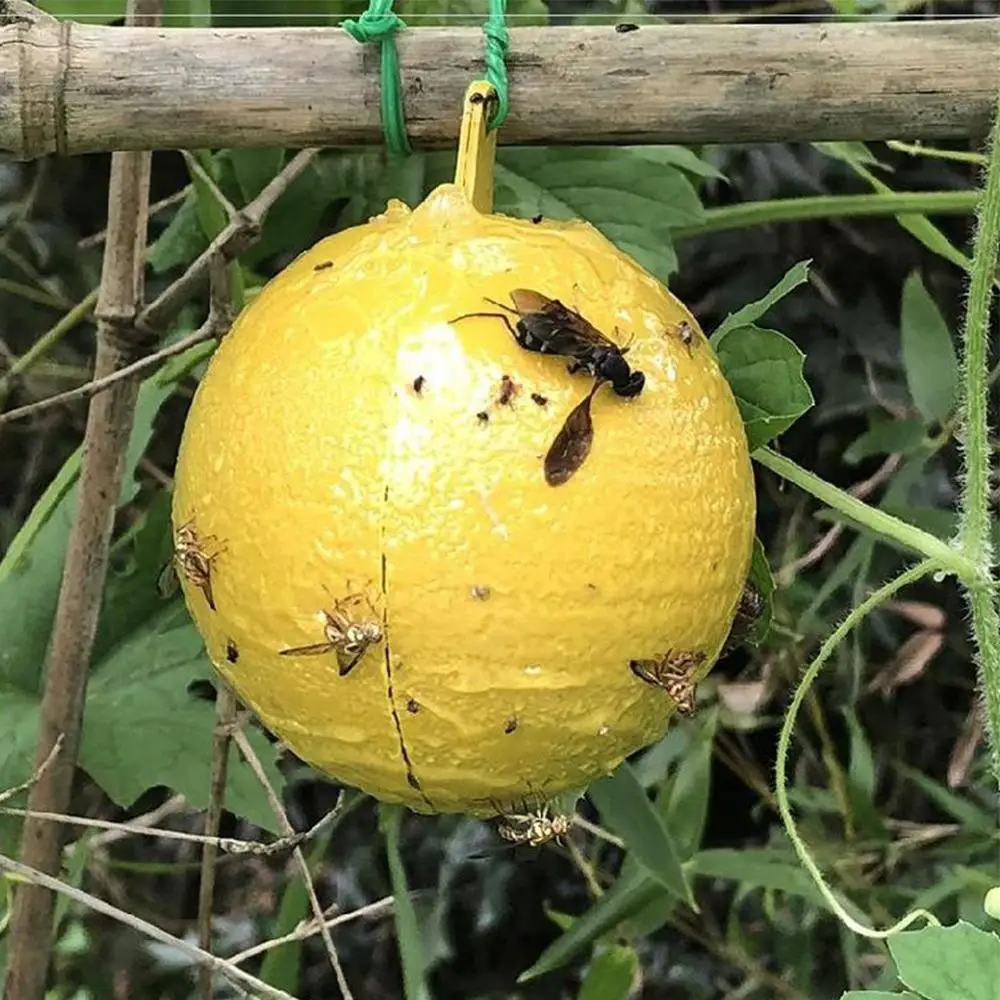 Эффективная ловушка для фруктов мух подвесная Ловец липкая одноразовая сада