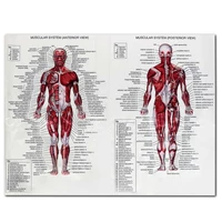 human anatomy muscle system silk cloth canvas paintings and posters human map art picture for medical education supplies