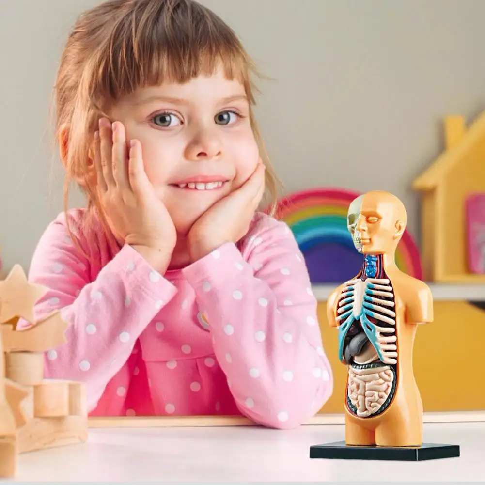 Модель тела человеческого торса модель органического медицинского внутреннего